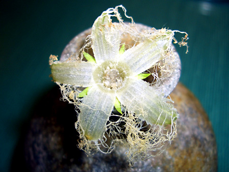 日々雑感 - DoromPATIO