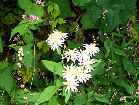 福島、磐梯朝日国立公園、猪苗代湖、会津若松、大内宿、British Hills、ブリティッシュヒルズ