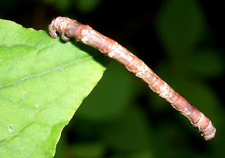 福島、磐梯朝日国立公園、猪苗代湖、会津若松、大内宿、British Hills、ブリティッシュヒルズ