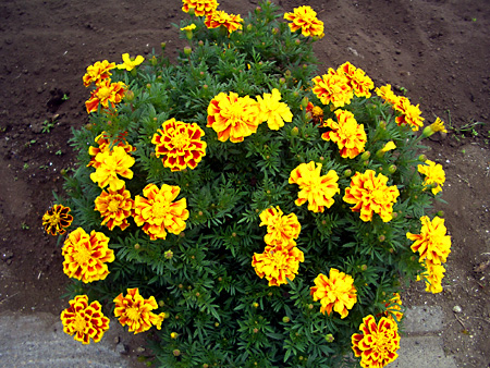 福島、磐梯朝日国立公園、猪苗代湖、会津若松、大内宿、British Hills、ブリティッシュヒルズ