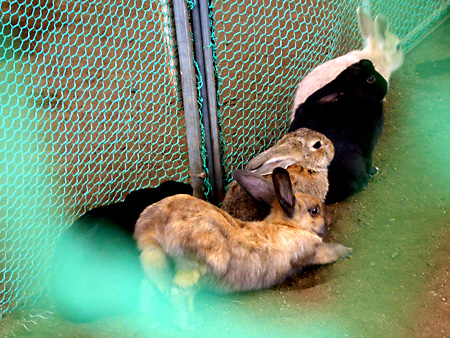 福島、磐梯朝日国立公園、猪苗代湖、会津若松、大内宿、British Hills、ブリティッシュヒルズ