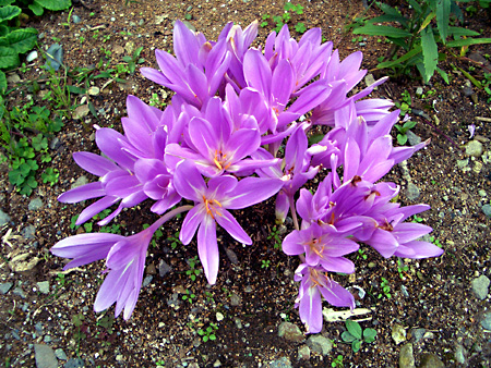 福島、磐梯朝日国立公園、猪苗代湖、会津若松、大内宿、British Hills、ブリティッシュヒルズ