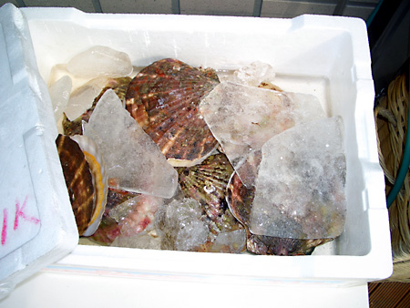 日々雑感 - DoromPATIO