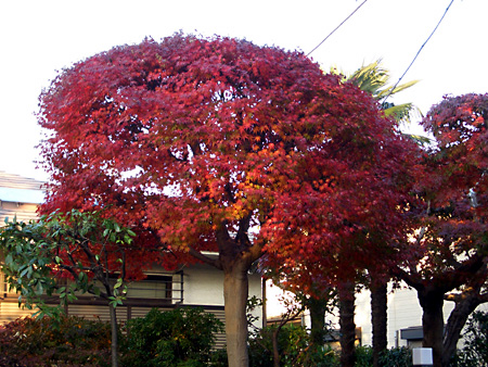 日々雑感 - DoromPATIO