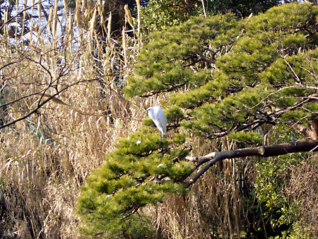 日々雑感 - DoromPATIO