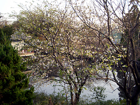 日々雑感 - DoromPATIO