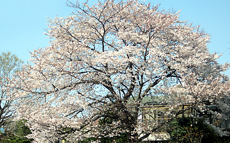 日々雑感 - DoromPATIO