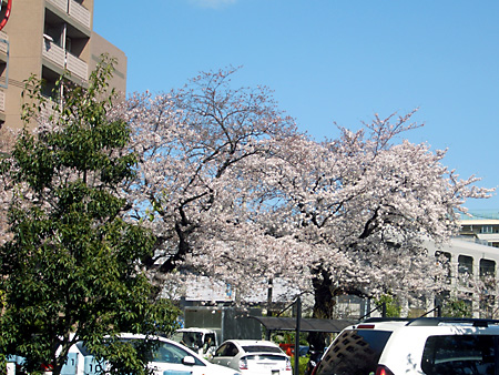 日々雑感 - DoromPATIO