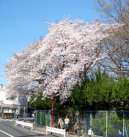 日々雑感 - DoromPATIO
