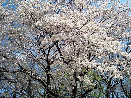 日々雑感 - DoromPATIO