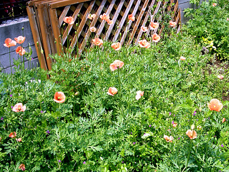 日々雑感 - DoromPATIO