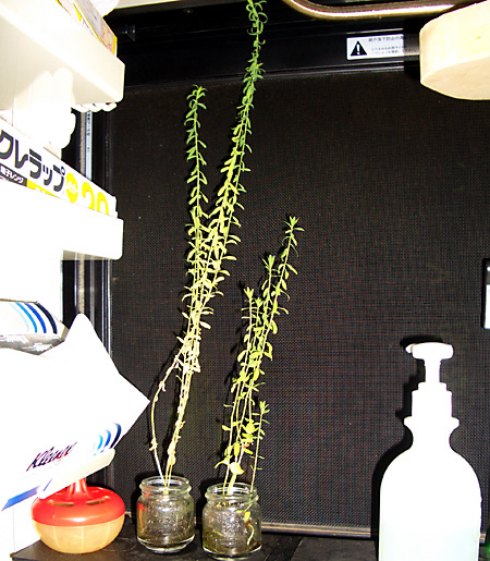 日々雑感 - DoromPATIO