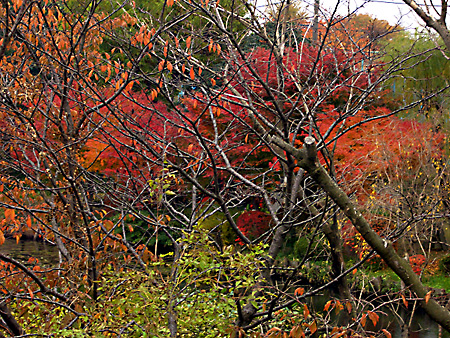 日々雑感 - DoromPATIO