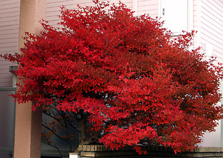 日々雑感 - DoromPATIO