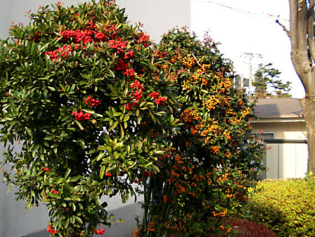 日々雑感 - DoromPATIO