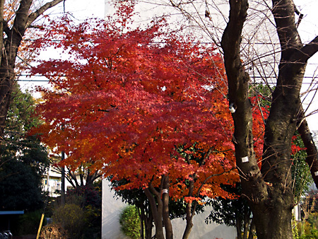 日々雑感 - DoromPATIO