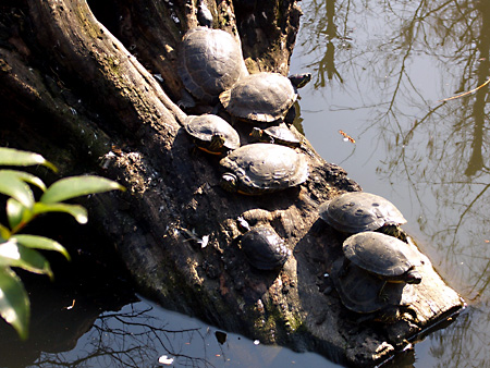 日々雑感 - DoromPATIO