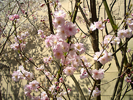 日々雑感 - DoromPATIO