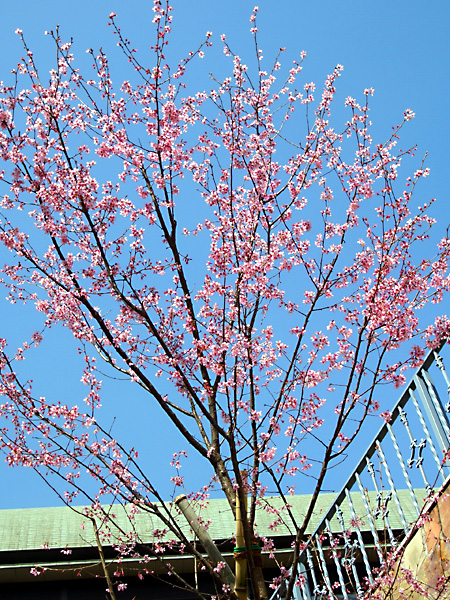 日々雑感 - DoromPATIO