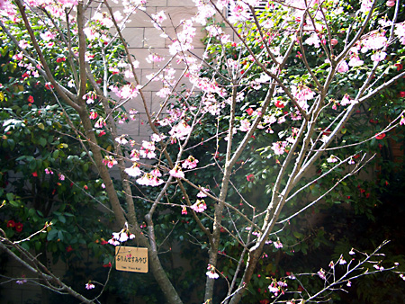 日々雑感 - DoromPATIO