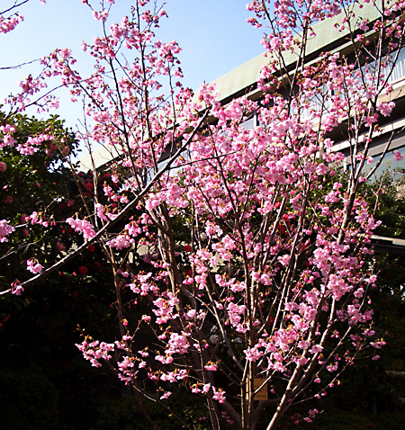 日々雑感 - DoromPATIO