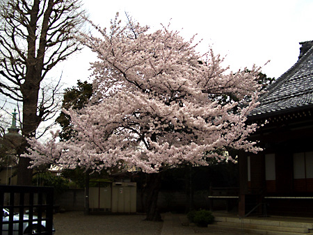 日々雑感 - DoromPATIO