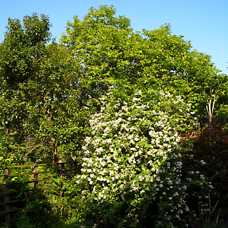 日々雑感 - DoromPATIO