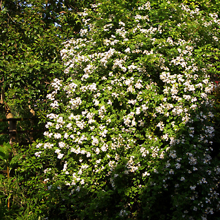 日々雑感 - DoromPATIO