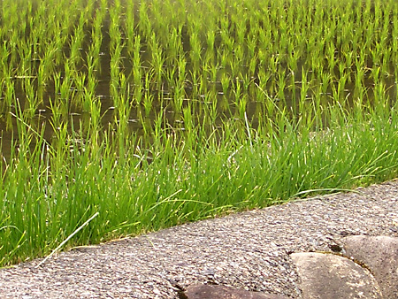白川郷、加賀越前、金沢、兼六園、東茶屋