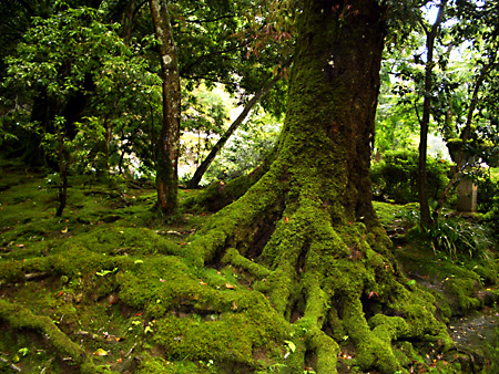 白川郷、加賀越前、金沢、兼六園、東茶屋