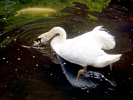 白川郷、加賀越前、金沢、兼六園、東茶屋