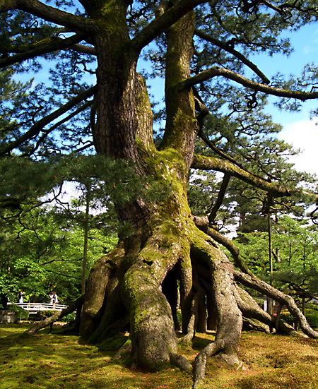 白川郷、加賀越前、金沢、兼六園、東茶屋