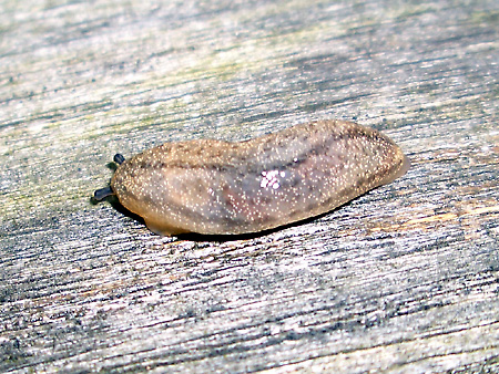 日々雑感 - DoromPATIO