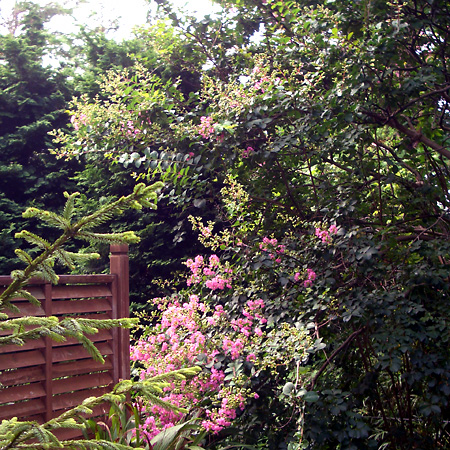 日々雑感 - DoromPATIO