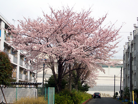 日々雑感 - DoromPATIO