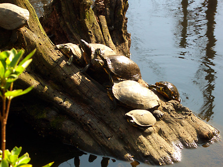 日々雑感 - DoromPATIO