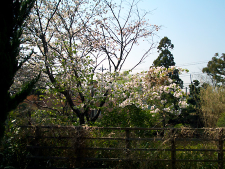 日々雑感 - DoromPATIO