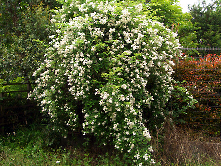 日々雑感 - DoromPATIO