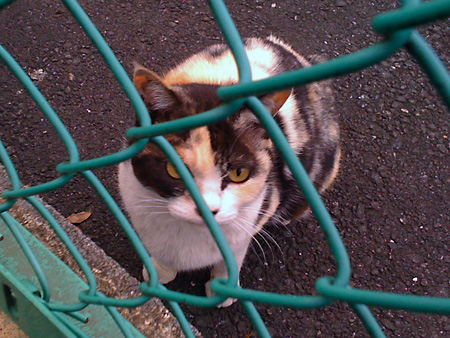 日々雑感 - DoromPATIO