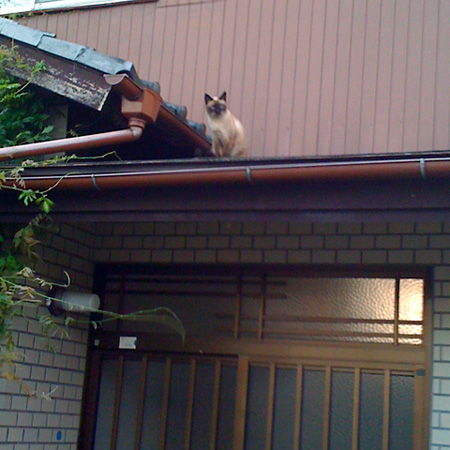 日々雑感 - DoromPATIO