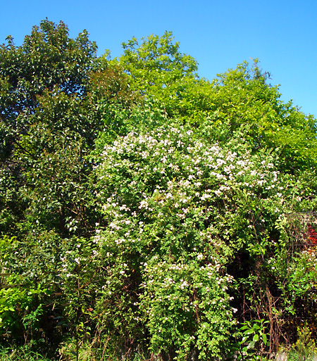 日々雑感 - DoromPATIO