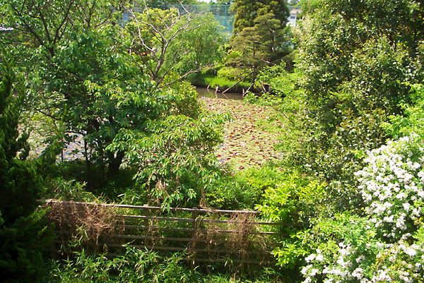 日々雑感 - DoromPATIO