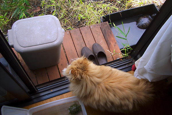 日々雑感 - DoromPATIO