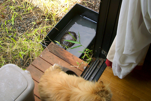 日々雑感 - DoromPATIO