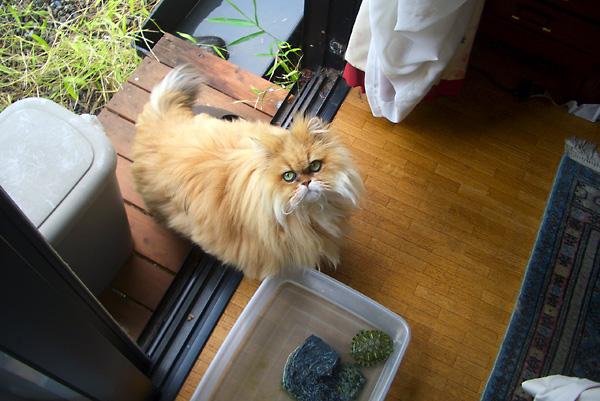 日々雑感 - DoromPATIO