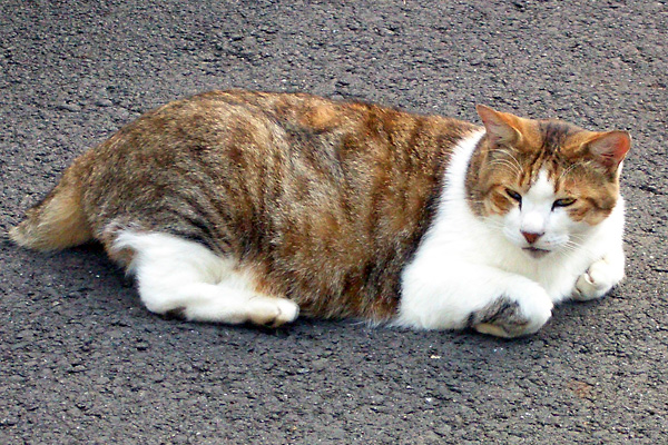 日々雑感 - DoromPATIO