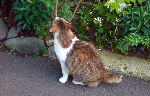 日々雑感 - DoromPATIO