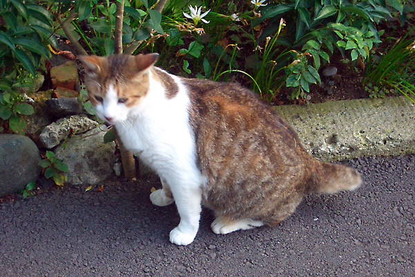 日々雑感 - DoromPATIO