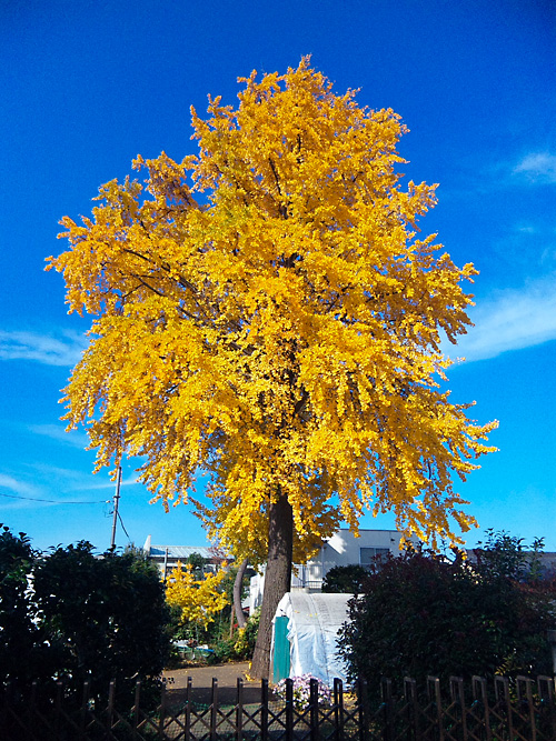 日々雑感 - DoromPATIO