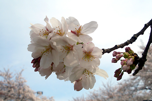 日々雑感 - DoromPATIO